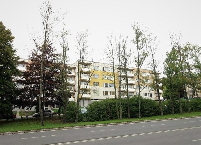 USCHLÉ JASANY NAHRADÍ ODOLNĚJŠÍ JAVORY