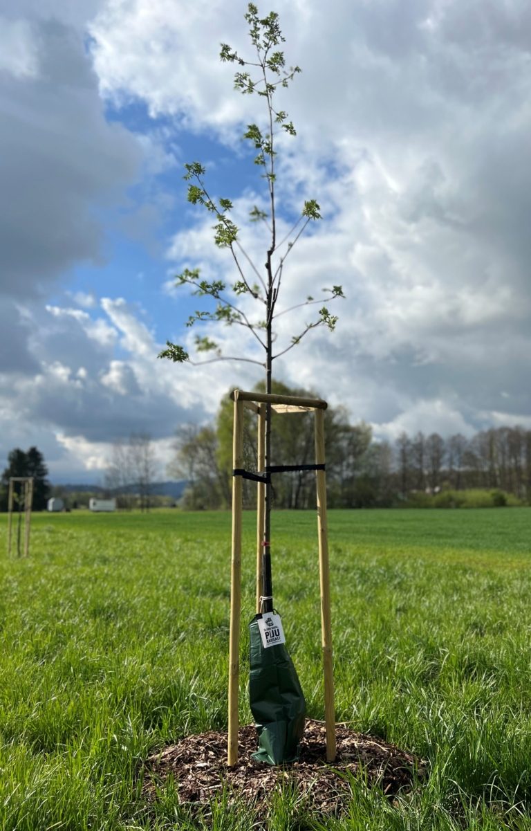 VAKY PRO STROMY. FRÝDEK-MÍSTEK PŘEVZAL EKOLOGICKÝ DAR