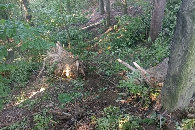 MĚSTO NECHALO POKÁCET NEMOCNÉ JASANY