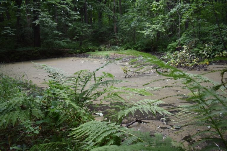 DO TŮNĚK VE FRÝDECKÉM LESE SE VRÁTÍ ŽIVOT DÍKY REVITALIZACI