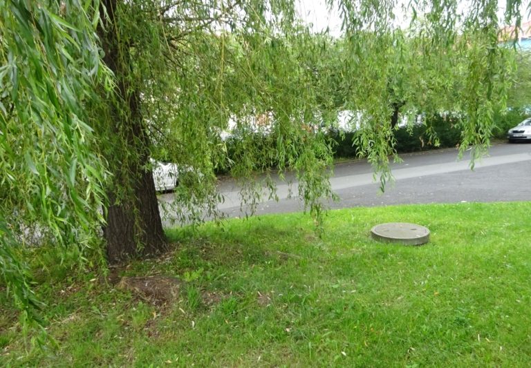 STROMY POŠKODILY SVÝMI KOŘENY KANALIZACI, MĚSTO SJEDNÁVÁ NÁPRAVU