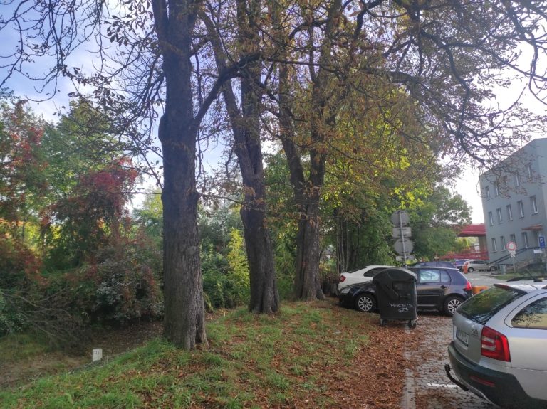 SPRÁVA ŽELEZNIC POKÁCÍ DŘEVINY, KTERÉ OHROŽUJÍ DOPRAVU