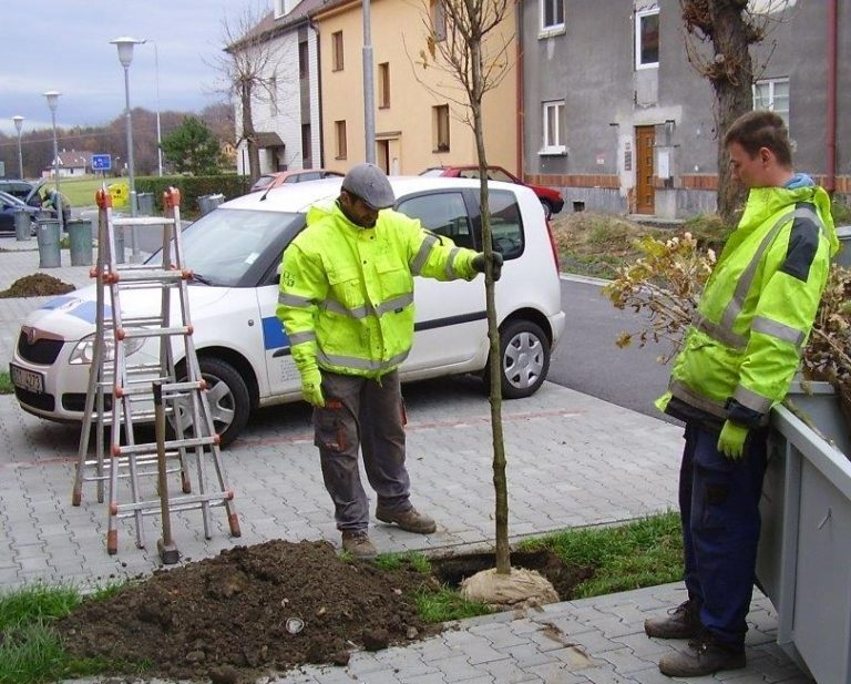 VYSÁZELI JSME STOVKY NOVÝCH DŘEVIN