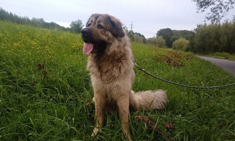 Odchycen 01. 07. 2024: Kavkazský pastevecký pes (pes)