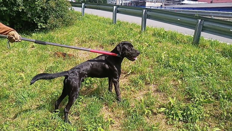 Odchycen 04. 07. 2024: Kříženec (pes)