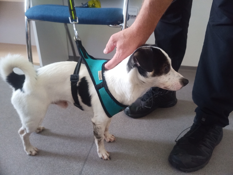 Odchycen 05. 08. 2024: Kříženec – Jack Russel (pes)