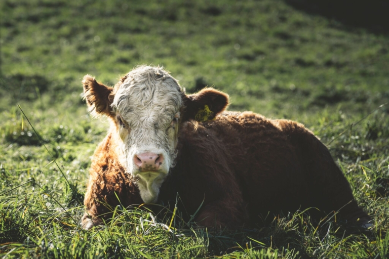 Slintavka a kulhavka – ukončení mimořádných veterinárních opatření