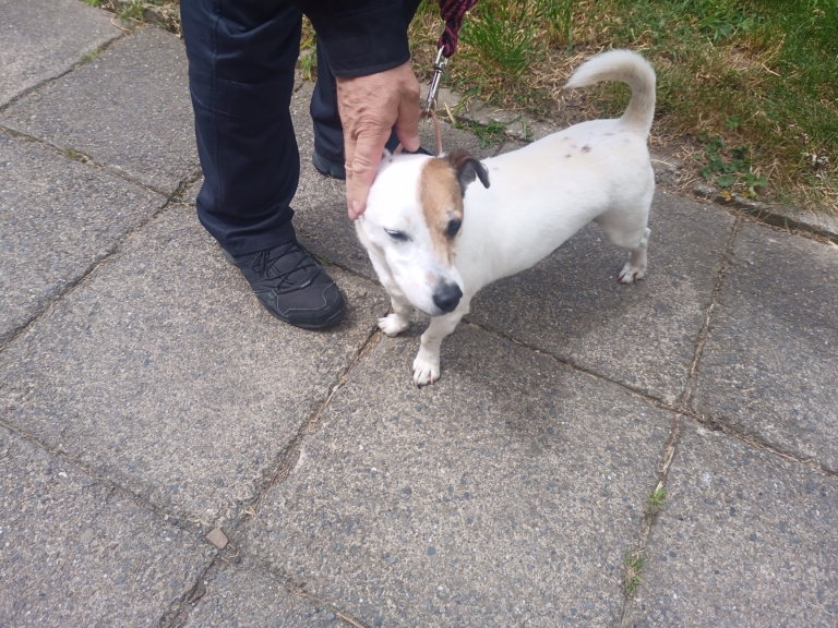Odchycen 14. 05. 2025: Jack Russel (pes)