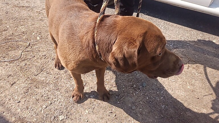 Odchycen 14. 06. 2025: Labrador (pes)