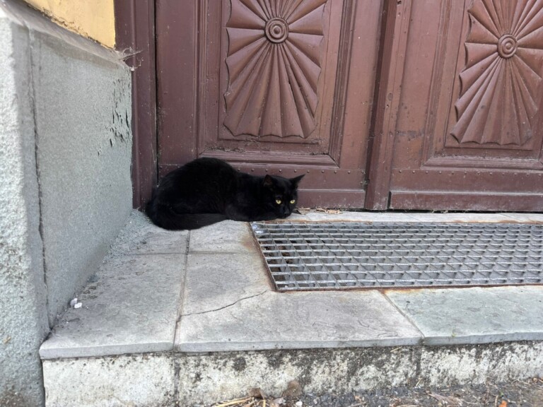 Odchyt 18. 06. 2025: (E.č. 1098/25, samec)