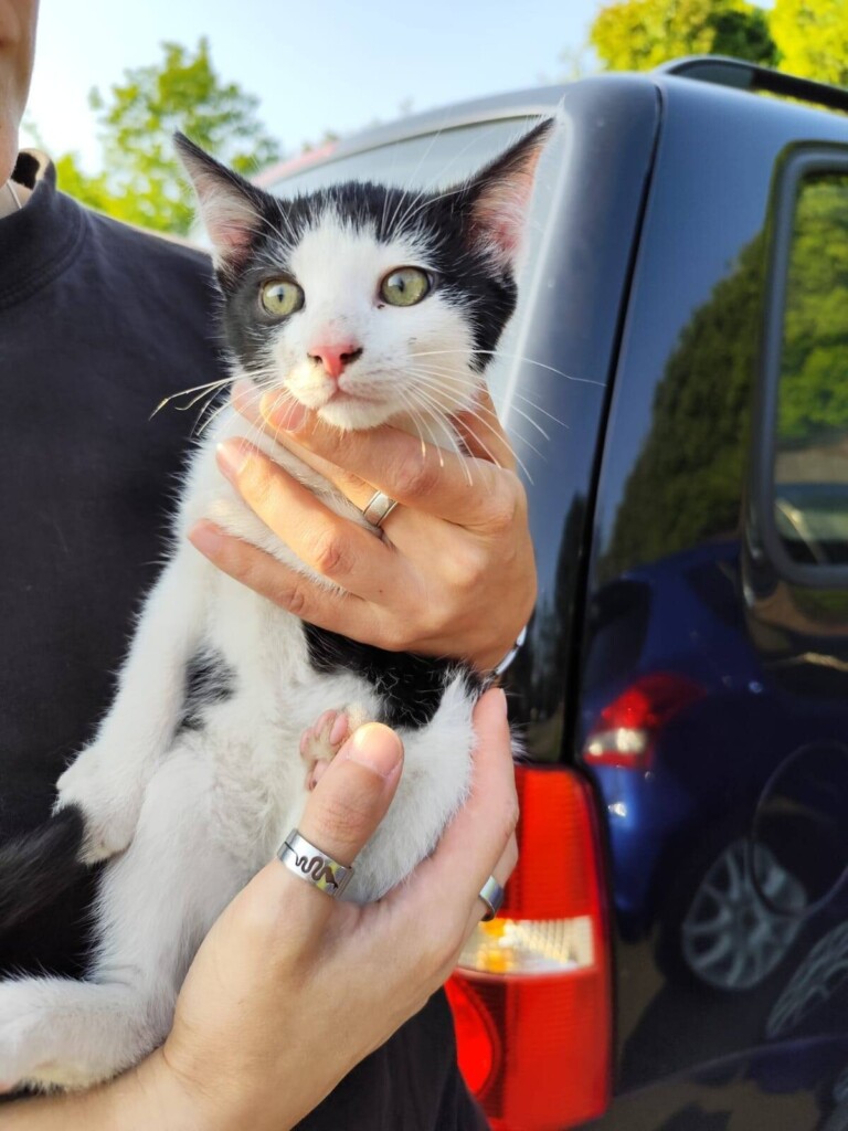 Odchyt 12. 06. 2025: (E.č. 1095/25, samec)