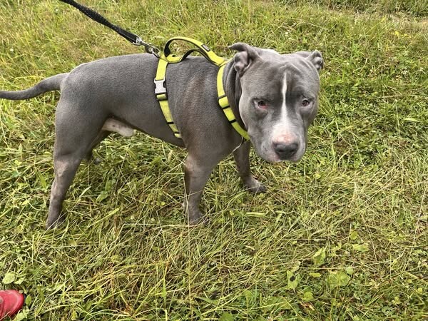 Odchycen 09. 07. 2025: Pitbull (pes)