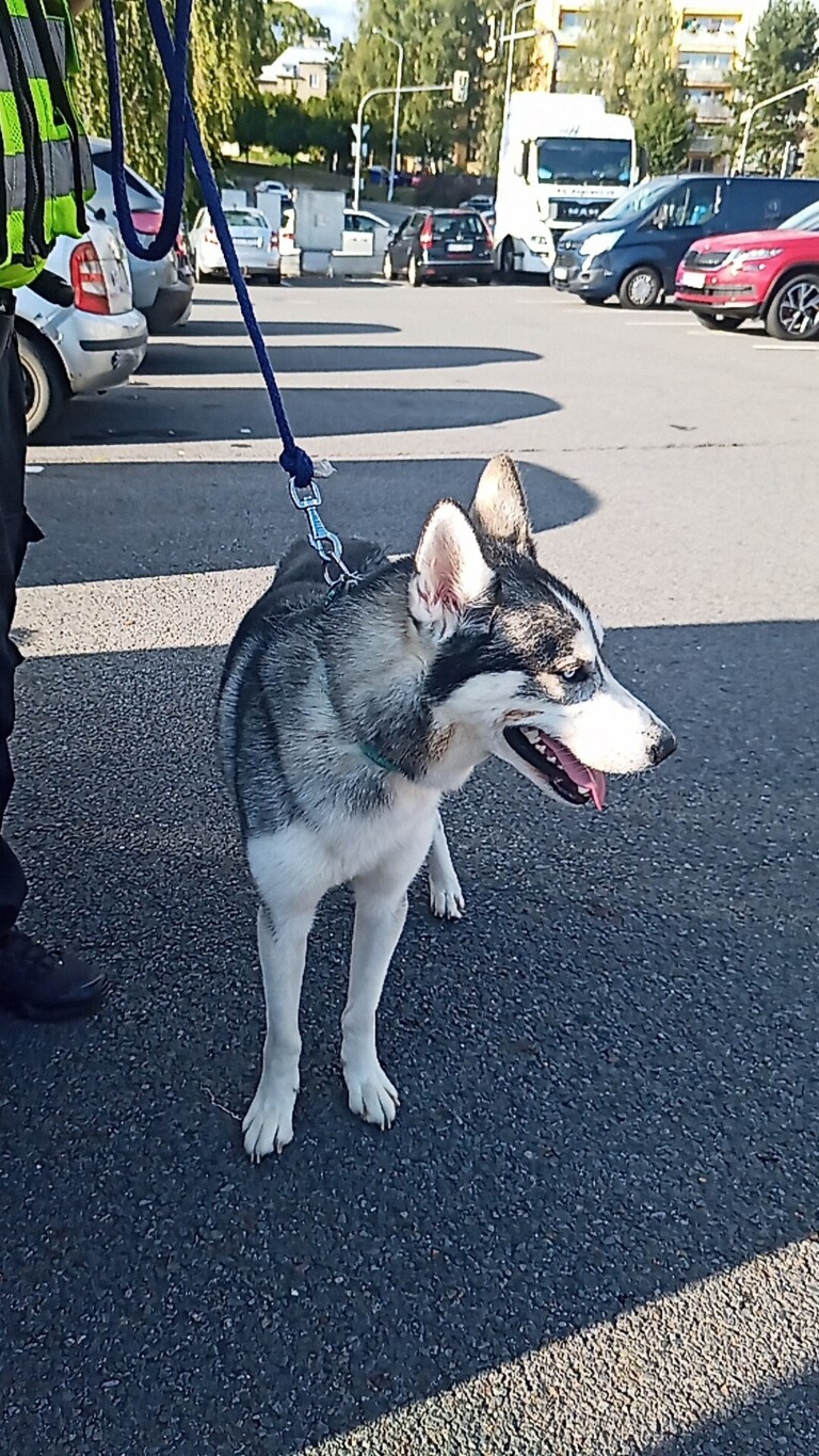 Odchycen 24. 08. 2025: Husky (pes)