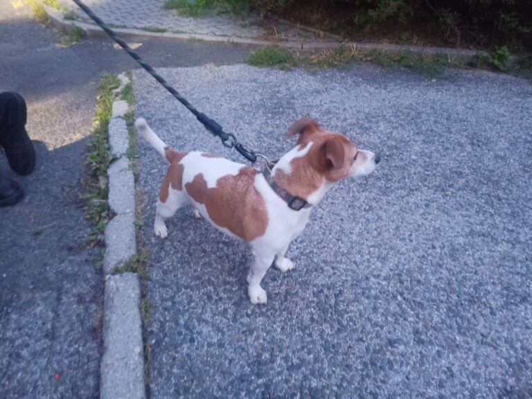 Odchycen 05. 09. 2025: Jack Russel  (pes)