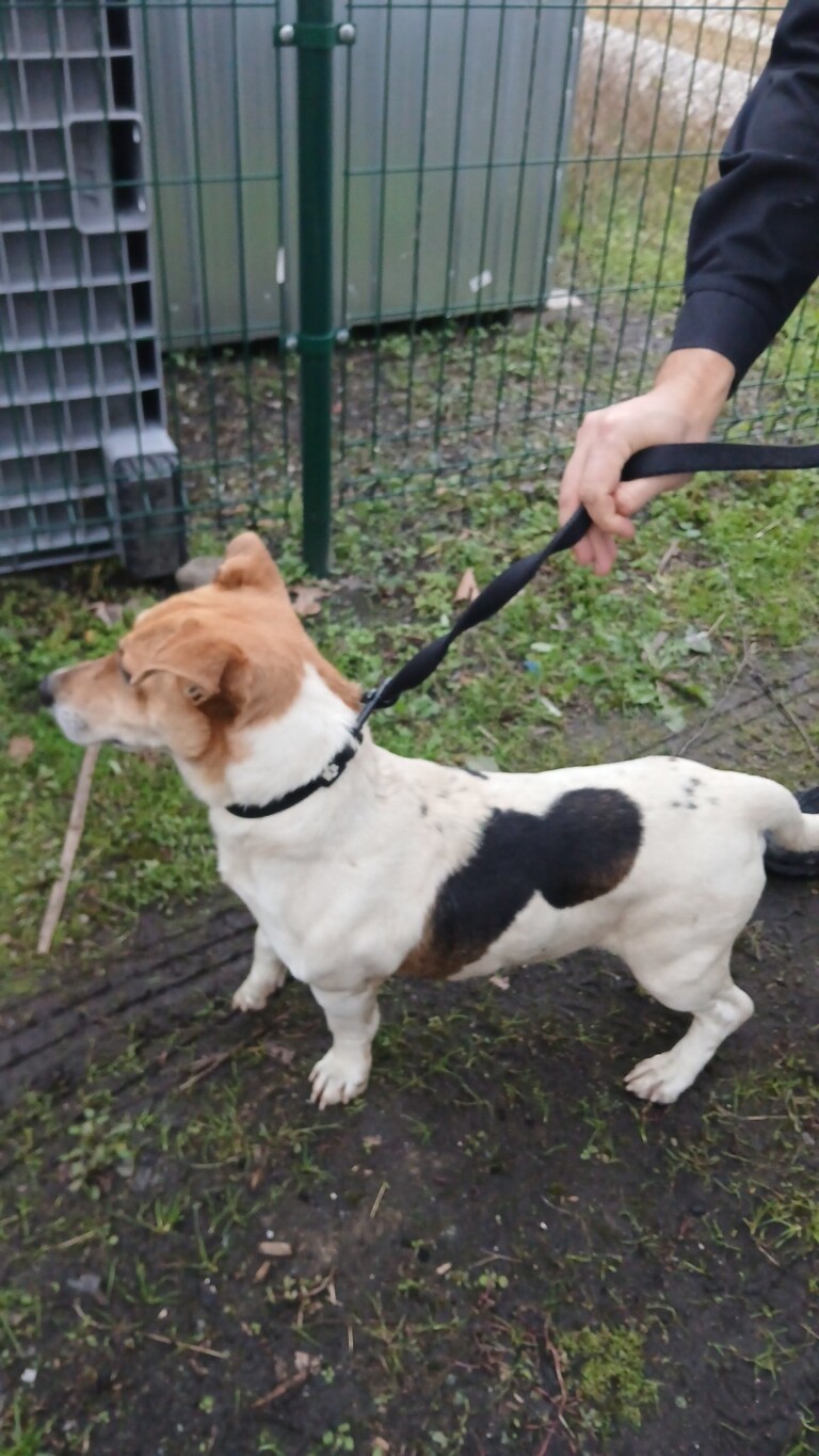 Odchycen 08. 10. 2025: Kříženec (pes)