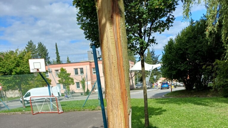 Z NUDY, ZLOSTI I LHOSTEJNOSTI. MĚSTSKÁ ZELEŇ TRPÍ LIDSKÝMI ÚTOKY, VĚK VINÍKŮ OBČAS PŘEKVAPÍ