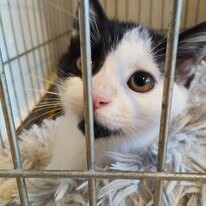 Odchyt 19. 10. 2025: (E.č. 1173/25, samice) ✅