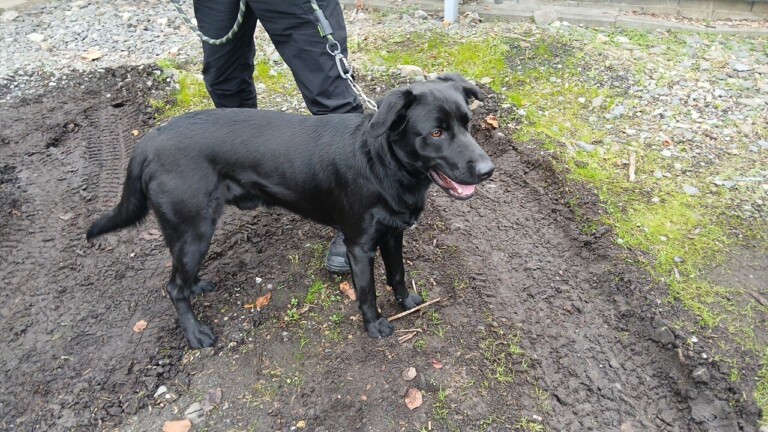 Odchycen 20. 11. 2025: Kříženec (pes)