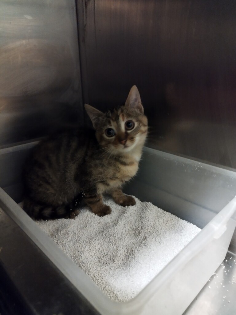 Odchyt 30. 10. 2025: (E.č. 1178/25)