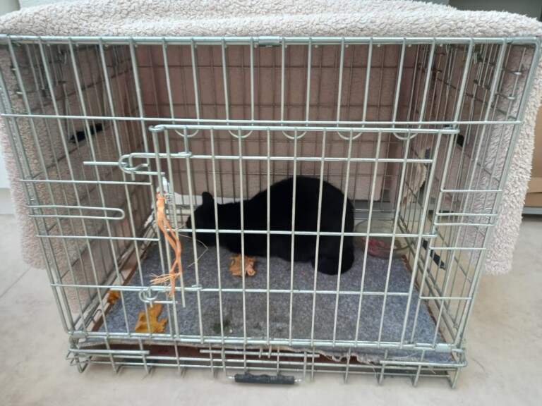 Odchyt 31. 10. 2025: (E.č. 1177/25, samice) ✅