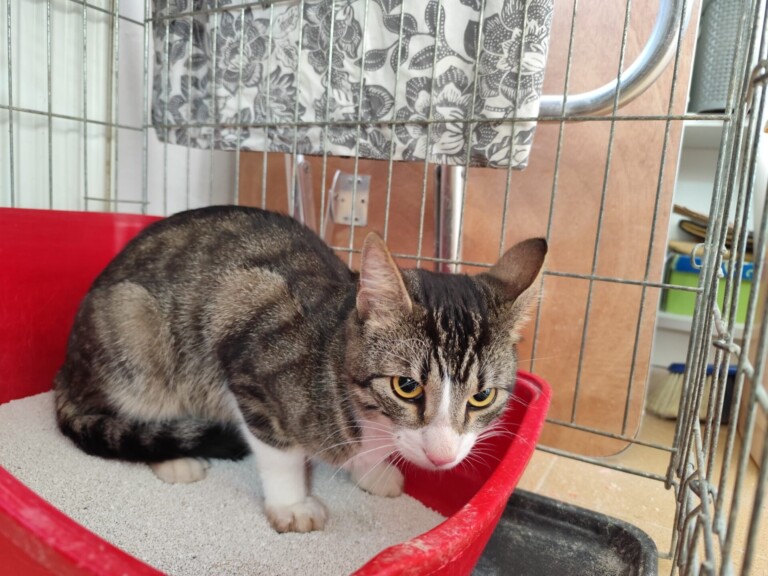 Odchyt 06. 11. 2025: (E.č. 1184/25, samec)