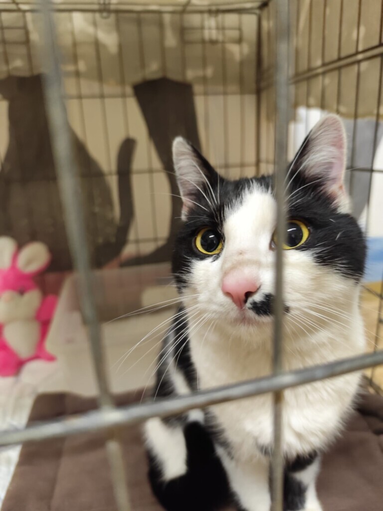 Odchyt 03. 11. 2025: (E.č. 1183/25, samec)