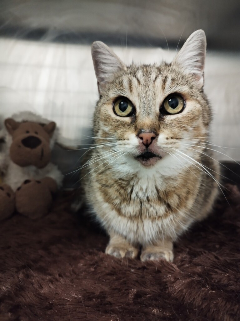 Odchyt 03. 11. 2025: (E.č. 1182/25, samice)