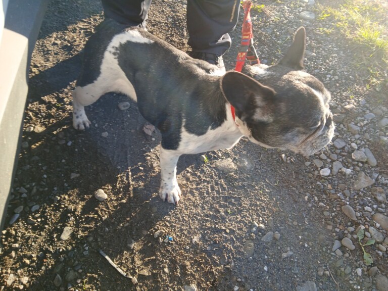 Odchycen 29. 10. 2025: Kříženec  (fena)