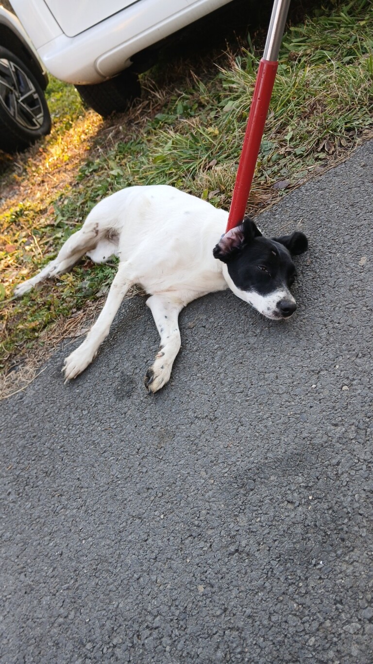 Odchycen 07. 11. 2025: Kříženec (fena)