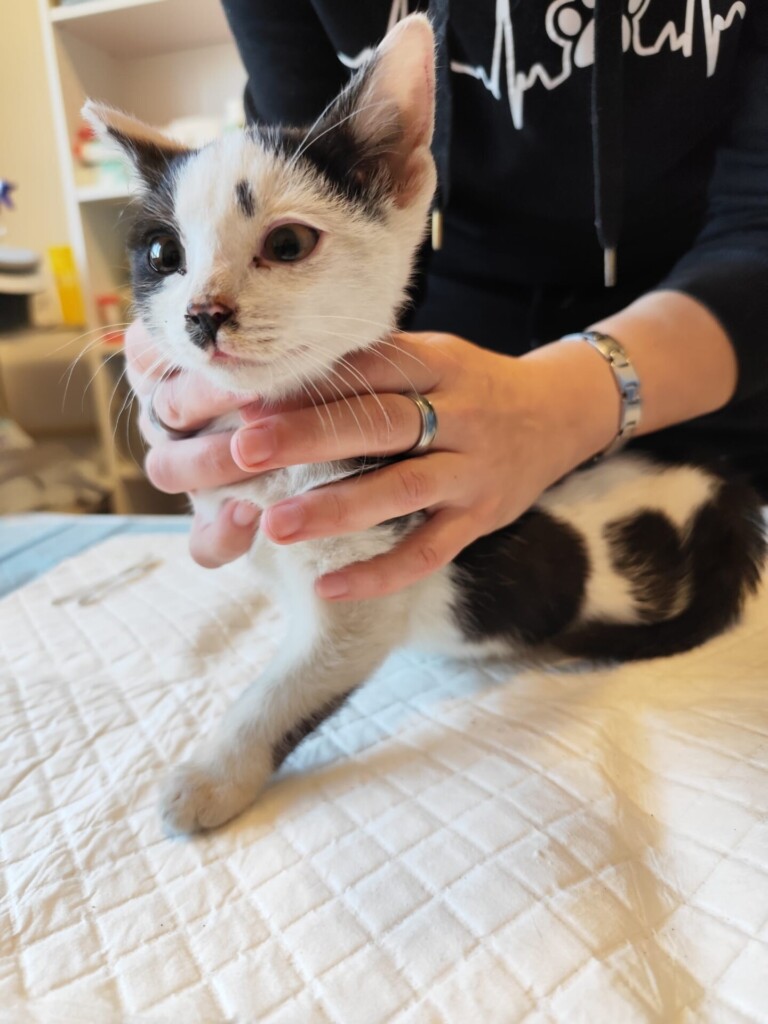 Odchyt 12. 11. 2025: (E.č. 1185/25, 1186/25, samec, samice)