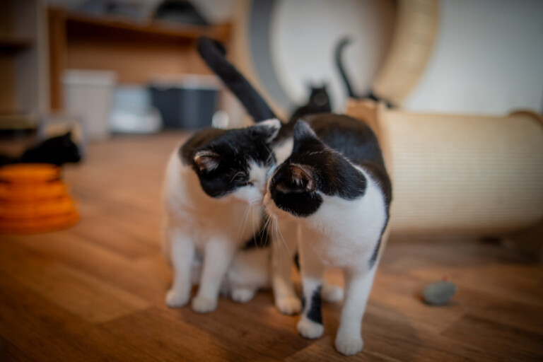 SVÁTEČNÍ NÁVŠTĚVY ÚTULKŮ. FRÝDEK-MÍSTEK POKRAČUJE VE VÁNOČNÍ TRADICI POMOCI ZVÍŘATŮM