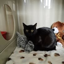 Odchyt 13. 01. 2026: (E.č. 1207/26, samice)