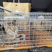 Odchyt 15. 01. 2026: (E.č. 1210/26, 1211/26, samec, samice)