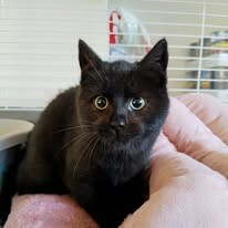 Odchyt 20. 01. 2026: (E.č. 1212/26, samec)