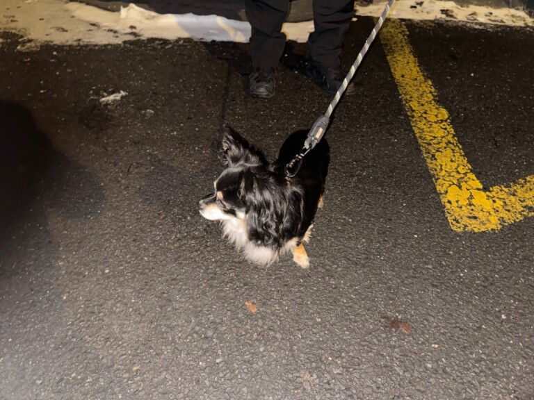 Odchycen 09. 01. 2026: Čivava (pes)