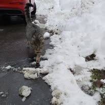 Odchyt 14. 01. 2026: (E.č. 1209/26, samec)