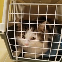 Odchyt 12. 01. 2026: (E.č. 1206/26, samec)