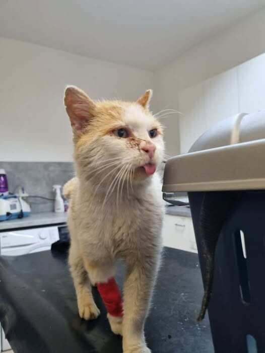 Odchyt 06. 02. 2026: (E.č. 1216/25, samec)