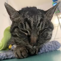 Odchyt 22. 01. 2026: (E.č. 1214/26, samice) 🌈 odešla