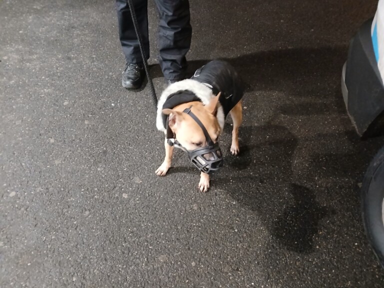 Odchycen 30. 01. 2026: Kříženec (pes)