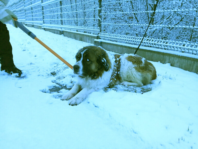 Odchycen 09. 02. 2026: Moskevský strážní pes (fena)