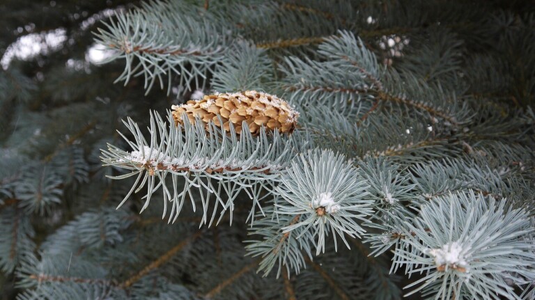 ÚDRŽBA VEŘEJNÉ ZELENĚ V TOMTO TÝDNU