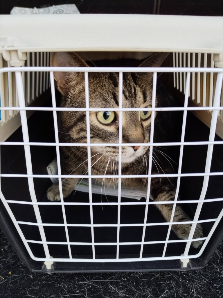 Odchyt 09. 03. 2026: (E.č. 1230/26, 1231/26, samec, samice) ✅