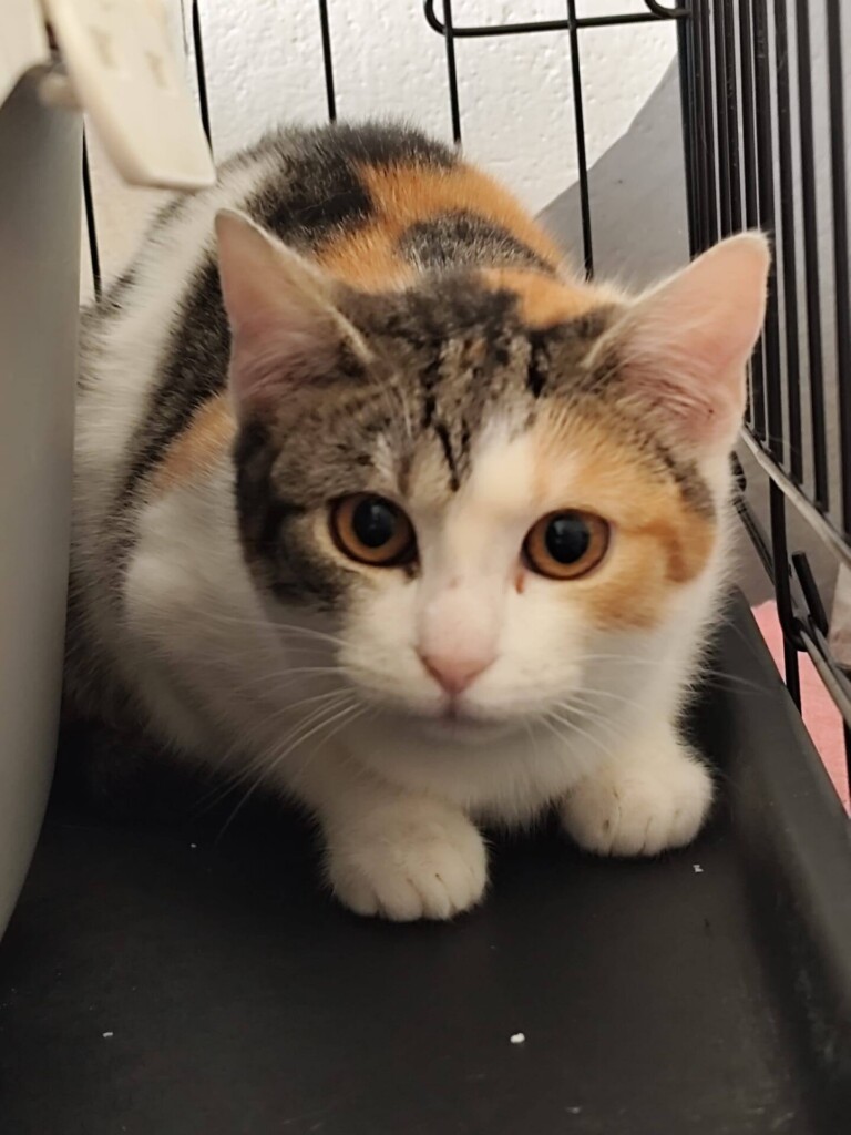 Odchyt 23. 02. 2026: (1221/26, 1222/26, 1223/26, dvě samice, samec)