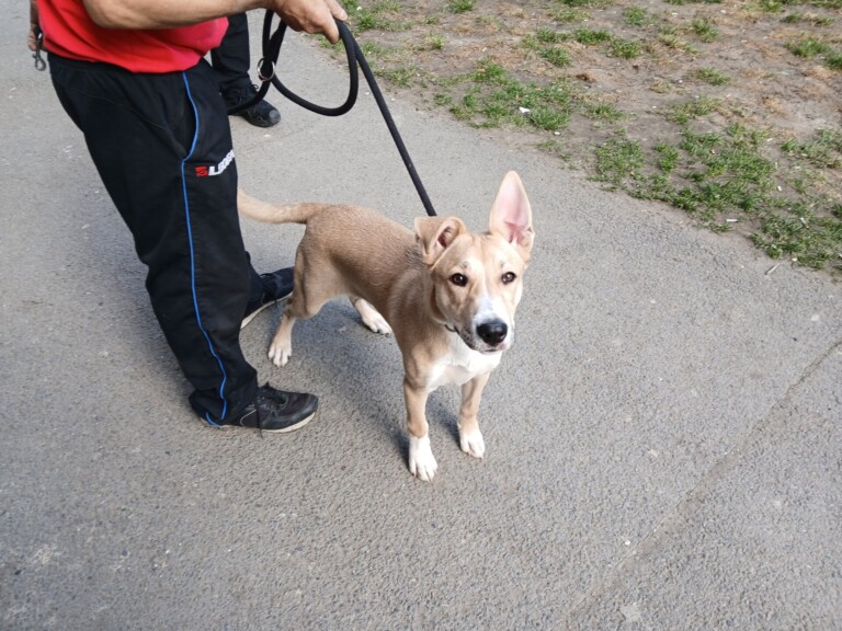 Odchycen 16. 03. 2026: Kříženec (fena)