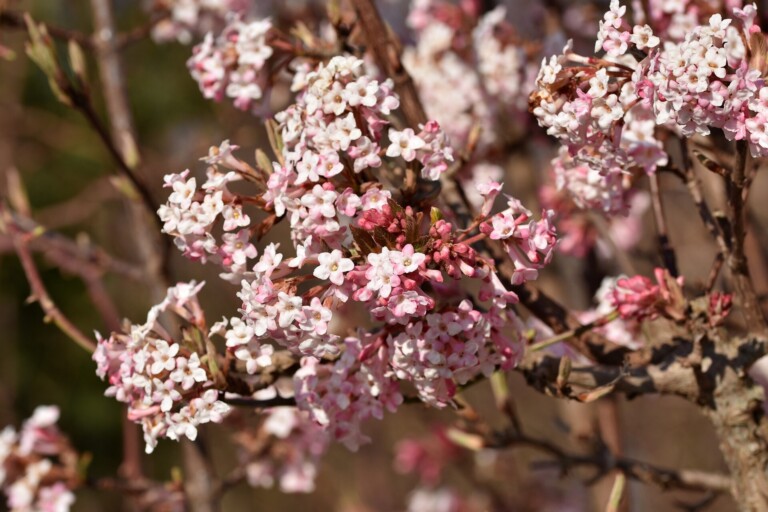ÚDRŽBA VEŘEJNÉ ZELENĚ V TOMTO TÝDNU
