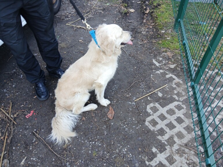 Odchycen 07. 03. 2026: Retriever (pes)