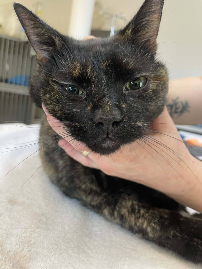 Odchyt 03. 03. 2026: (E.č. 1229/26, samice) ✅