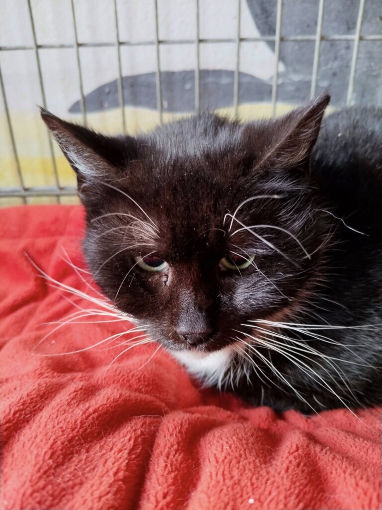 Odchyt 25. 02. 2026: (E.č. 1226/26, samice)