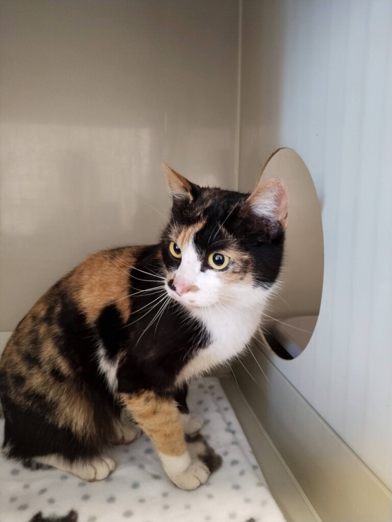 Odchyt 13. 03. 2026: (E.č. 1232/26, samice) ✅